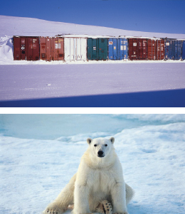 cargo containers (top) polar bear (bottom)